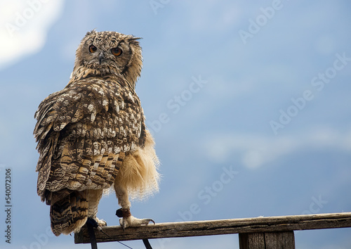Uhu  (Bubo bubo)