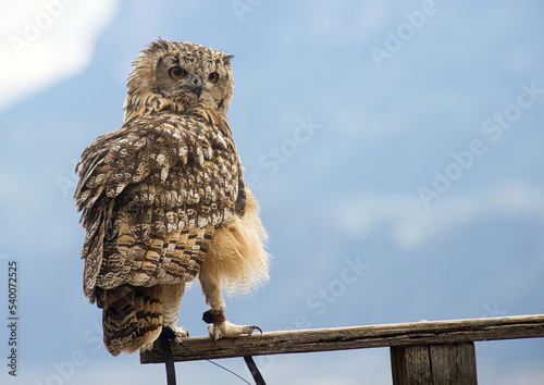 Uhu  (Bubo bubo)