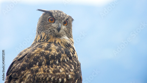 Uhu  (Bubo bubo)