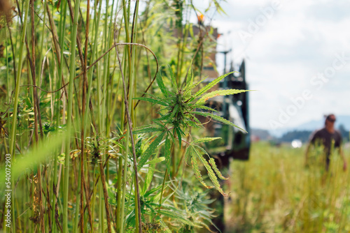 Картината върху платно Combine harvester cutting industrial hemp flowers on the farm field