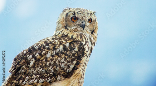 Uhu  (Bubo bubo)