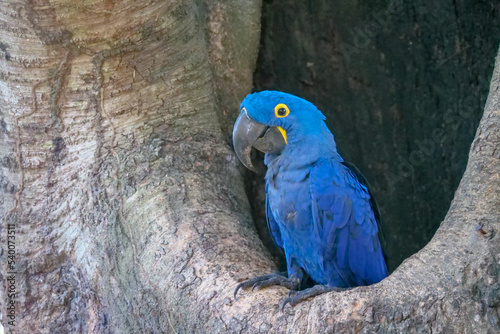 The blue hyacinth macaw (Anodorhynchus hyacinthinus), or hyacinthine macaw sitting in a tree. Location: Porto Jofre, Pantanal, Brazil photo