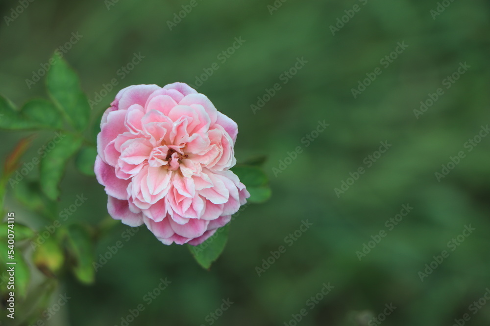 Garden with fresh pink roses, floral natural hipster vintage background Garden with fresh pink roses, floral natural hipster vintage background
