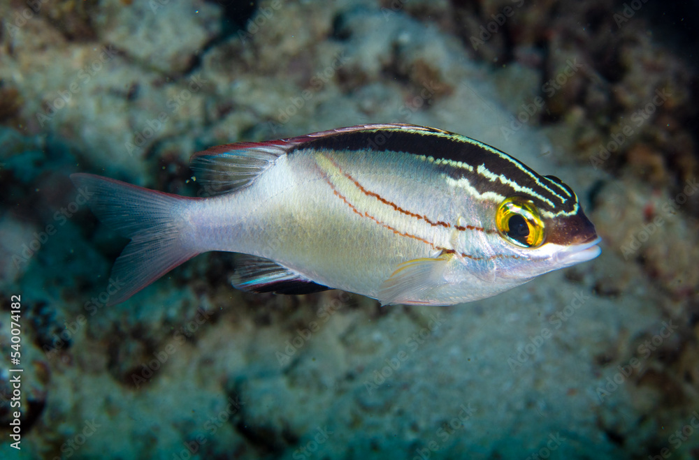 Fototapeta premium Fish