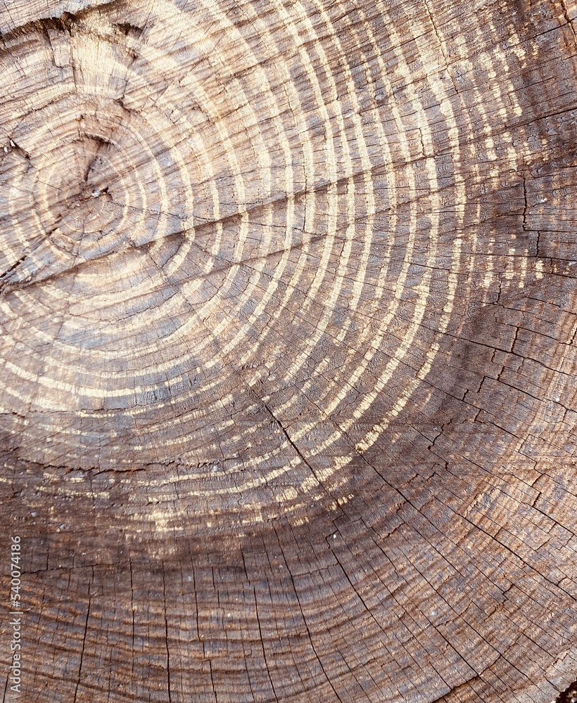 Naklejka premium Brown bark texture background. Natural tree texture.