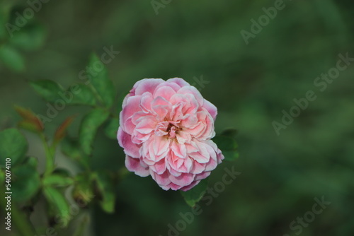 Pink rose flowers with background blurred