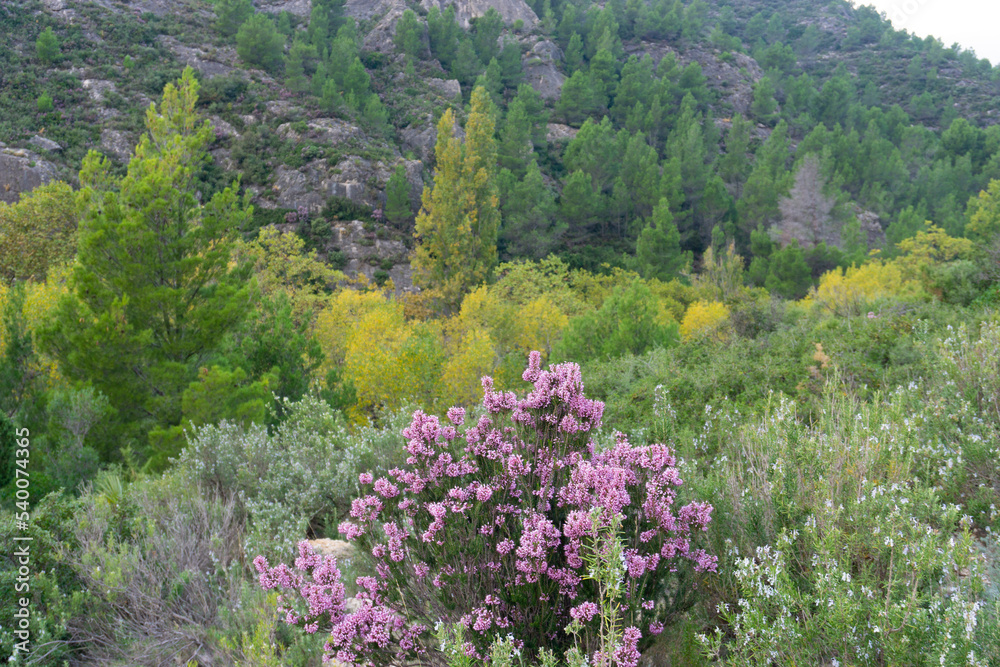 Fototapeta premium flowers in the mountains
