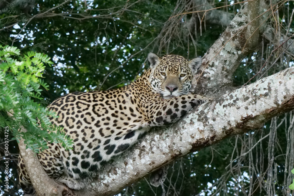 A young jaguar - Panthera onca - lying in a tree. Location: Porto Jofre, Pantanal, Brazil A young jaguar - Panthera onca - lying in a tree. Location: Porto Jofre, Pantanal, Brazil