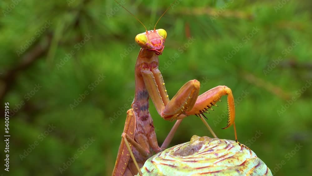 Predator preys on insects. The European mantis (Mantis religiosa) is a large insect in the family of the Mantidae