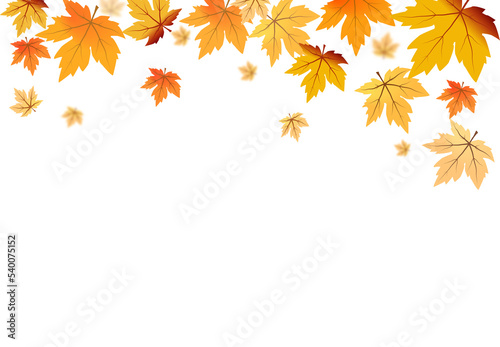 Autumn foliage PNG. on isolated transparent background. Abstract wallpaper design with maple leaves, line art. Elegant botanical in fall season . © JJIMAGE