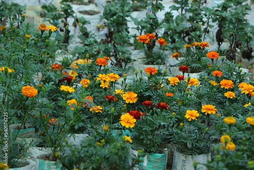 Marigold in the garden in asia