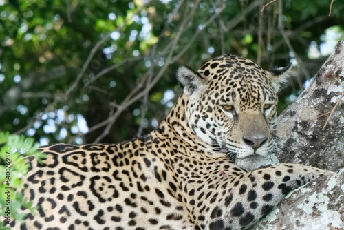 Side profile of a young jaguar - Panthera onca - lying in a tree  looking down.  Location  Porto Jofre  Pantanal  Brazil