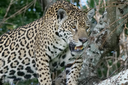 Close up of a young jaguar - Panthera onca - standing on a the branch of a tree.  Location  Porto Jofre  Pantanal  Brazil