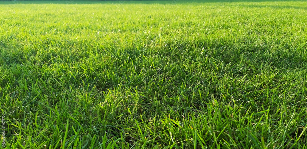 Lawn. Green grass mat. Grass on a sunny day Lawn. Green grass mat. Grass on a sunny day