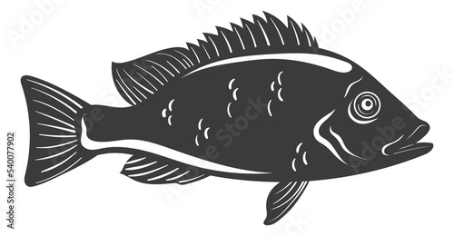Seaperch icon. Fish logo. Sea animal silhouette photo