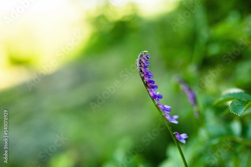 Shallow focus of a bird vetch, Vicia cracca wild flower with purple petals photo