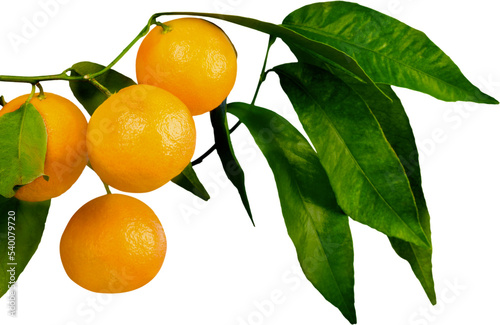 Ripe oranges on a branch photo