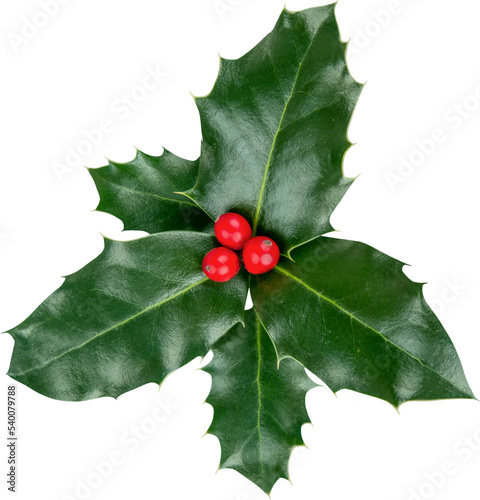 Cute holly leaves and berries, christmas decoration isolated on white background photo