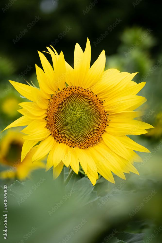 A close up photo of a sunflower in a field of sunflowers A close up photo of a sunflower in a field of sunflowers