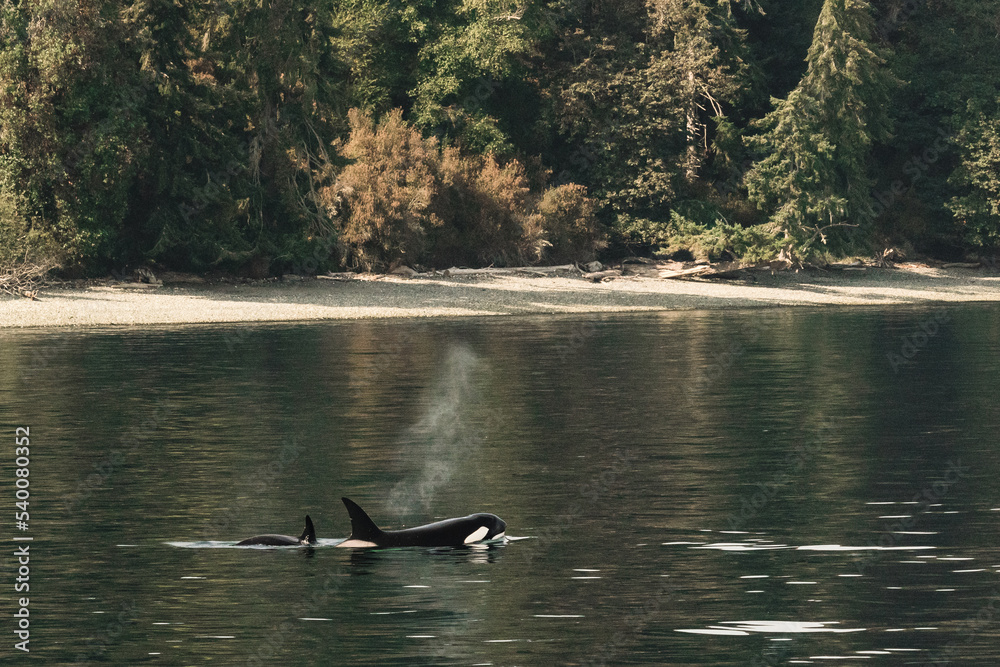 Obraz premium Siblings T036B1 and T036B3 travel together in Puget Sound