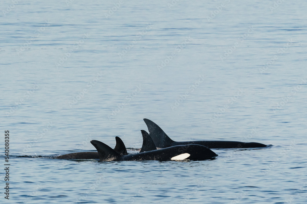 Fototapeta premium Bigg's Killer Whale family, The T36Bs, in Puget Sound