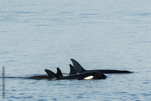 Bigg's Killer Whale family, The T36Bs, in Puget Sound
