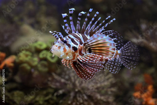 Lion fish with big fins