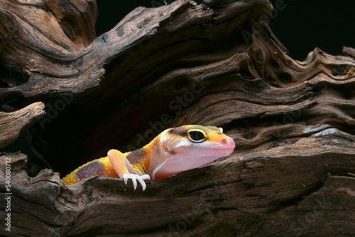 Close-up photo of a leopard gecko