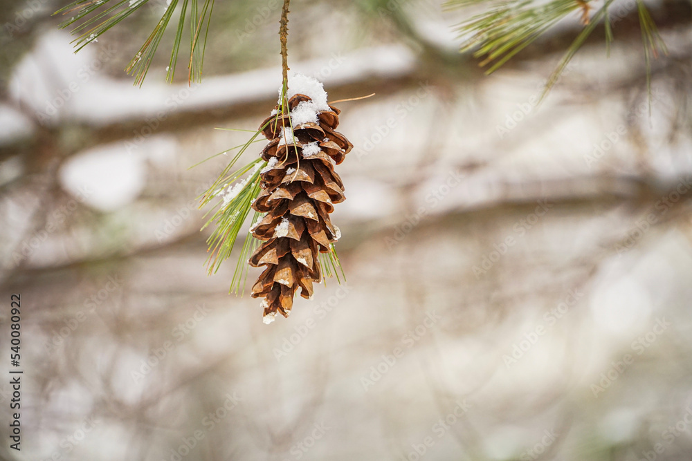Pine Cone on tree branch covered in fresh powder snow in forest Pine Cone on tree branch covered in fresh powder snow in forest