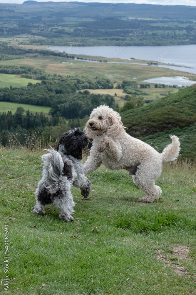 Two cute fluffy dogs playing on top of a hill. 