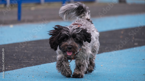 A happy little cute dog running towards the camera with its little tongue out. It is wagging its tail and it's really adorable. 