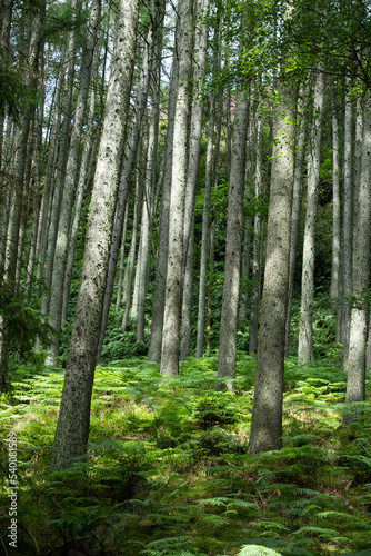 Tall trees in a coniferous forest