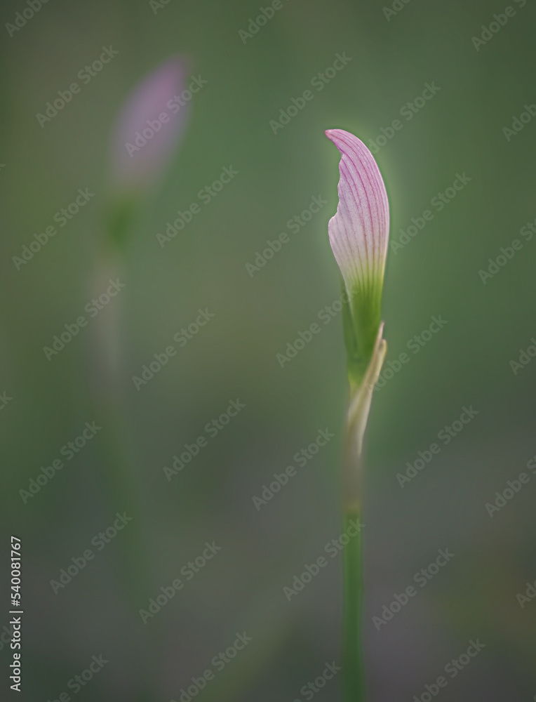 Rain lily bud Rain lily bud