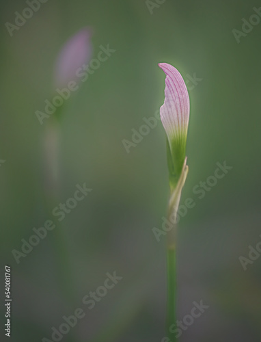 Rain lily bud © Holly