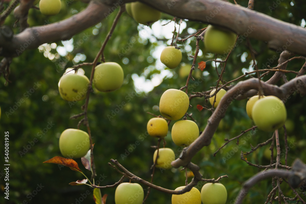 Close up shot of green apples on the leafless branches on a dead tree in an apple farm. Close up shot of green apples on the leafless branches on a dead tree in an apple farm.