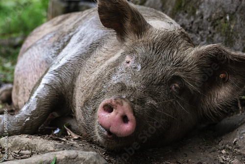 detailed view of the pink nose of a Sus scrofa domesticus, pregnant sow lying on the ground, with her face full of mud. very hairy pig lying down looking towards the camera in close-up. photo