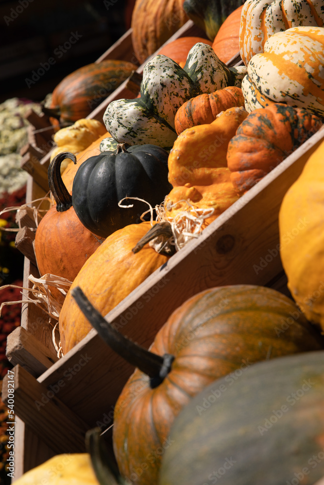Wooden boxes full of ripe pumpkins of various colors and sizes in October.