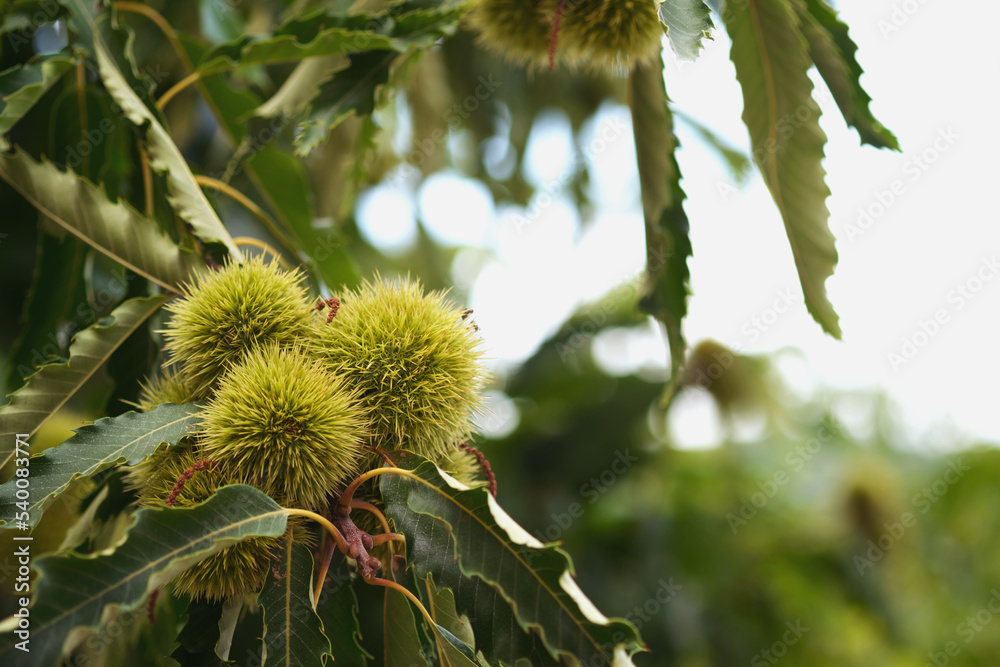 Close up shot of chestnuts on a chestnut tree. Close up shot of chestnuts on a chestnut tree.