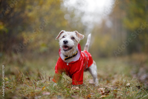 Dog breed Jack Russell Terrier stands in a green forest in a red raincoat