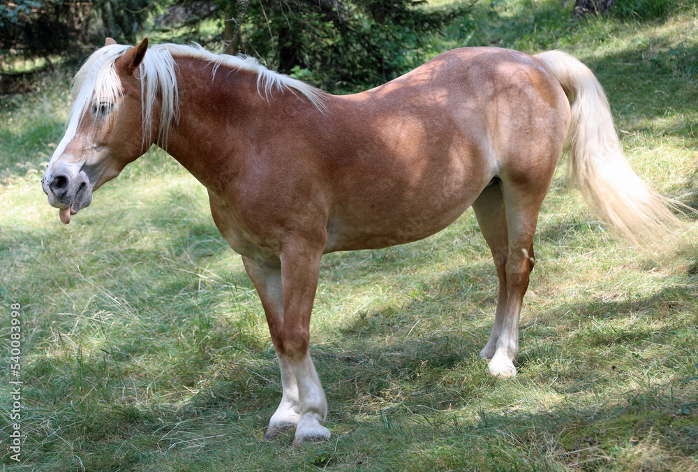 horse with blond hair and long tail grazing horse with blond hair and long tail grazing