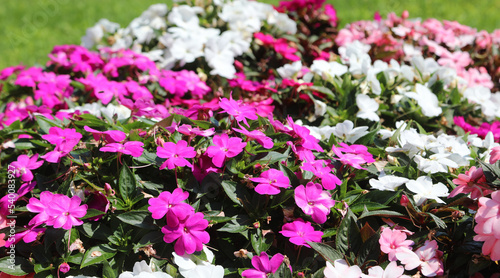Flowerbed with colorful blooming flowers called New Guinea or impatiens walleriana