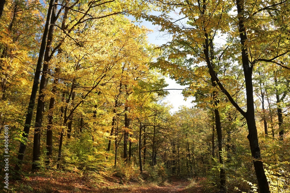 Path through the autumn forest on a sunny morning. October, Poland