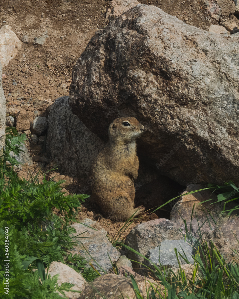 Fototapeta premium ground squirrel on hind legs in natural habitat