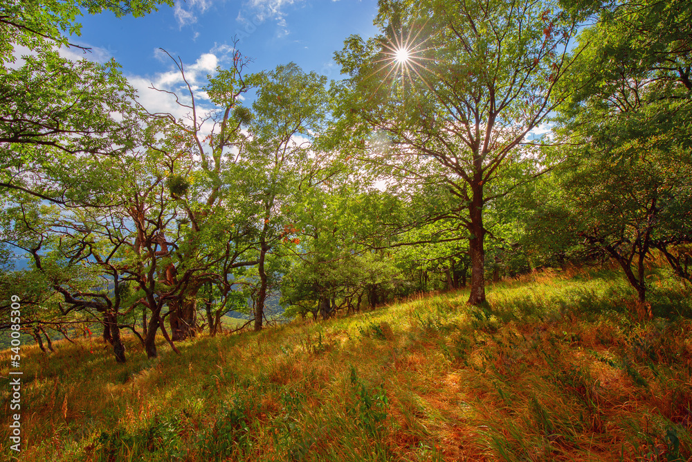 Sun shining through the branches of lush green beech trees Sun shining through the branches of lush green beech trees