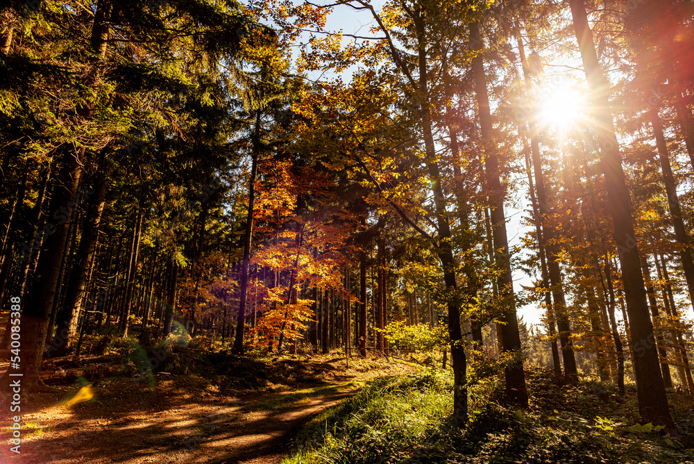 Obraz premium Autumn forest nature. Bright morning in a colorful forest with sun rays through the branches of the trees. Landscape of nature in sunlight.