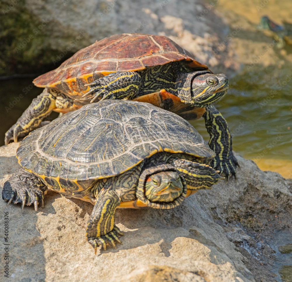 red-eared turtle basking in the sun red-eared turtle basking in the sun