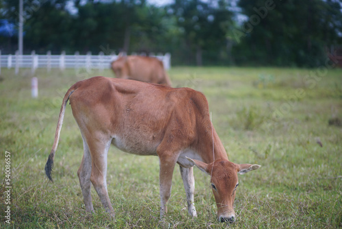 Fototapeta Naklejka Na Ścianę i Meble -  A Brown Thai cow stand for eating grass in the green field.