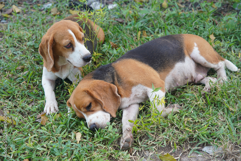 Two beagle dogs relax on the green grass after playing hard.