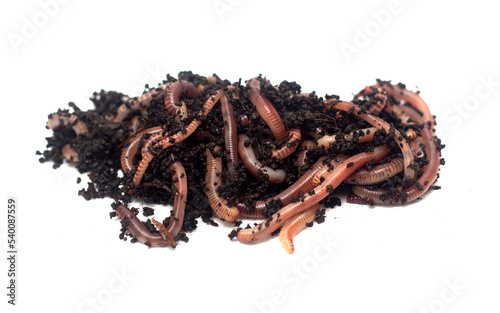 worms in the ground on a white background