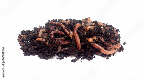 worms in the ground on a white background